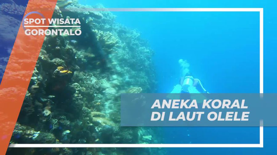 Temukan Aneka Koral Menakjubkan di Laut Olele, Gorontalo