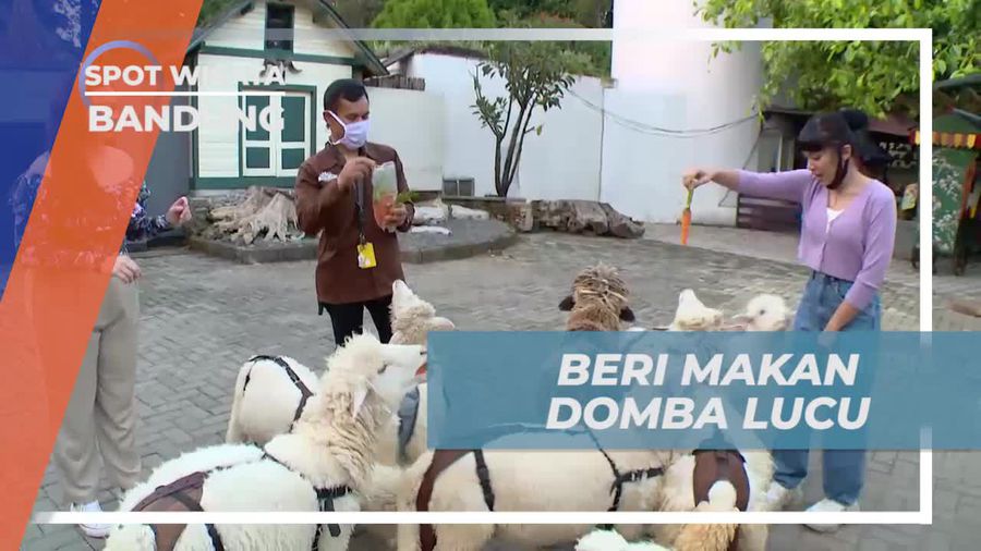 Berikan Makan Domba Lucu di Farmhouse, Bandung
