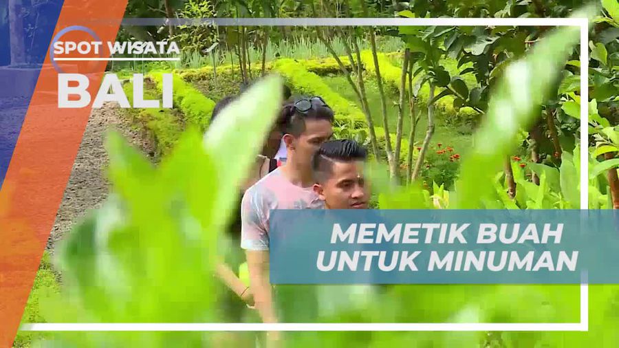 Memetik Buah Segar untuk Membuat Minuman Khas Bali
