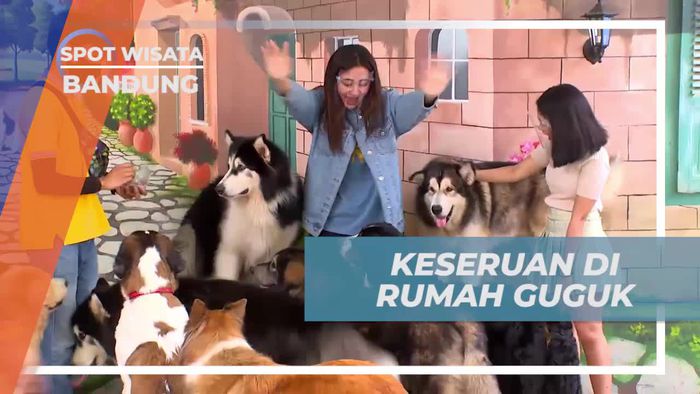 Keseruan Bermain dan Berfoto dengan Anjing di Rumah Guguk, Bandung