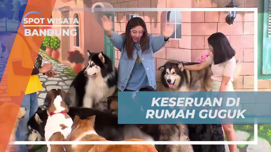 Keseruan Bermain dan Berfoto dengan Anjing di Rumah Guguk, Bandung