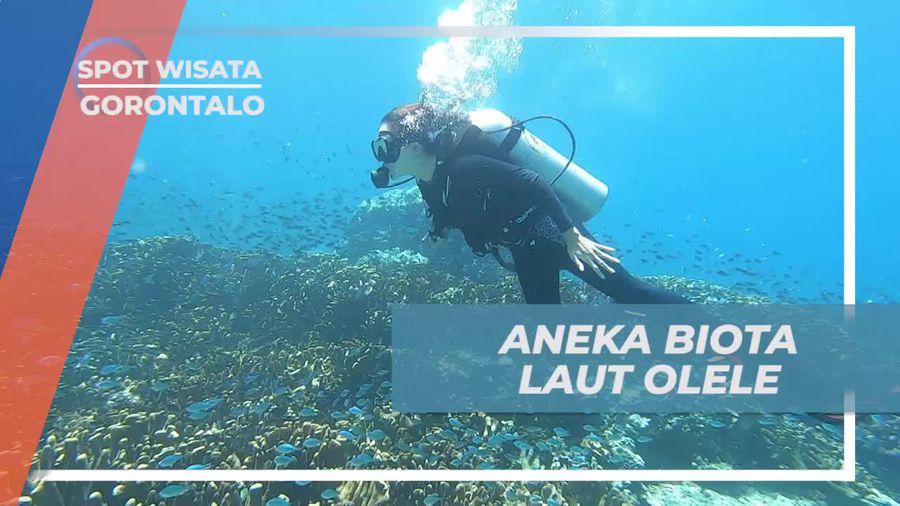 Jelajahi Biota Laut dan Koral di Perairan Olele, Gorontalo