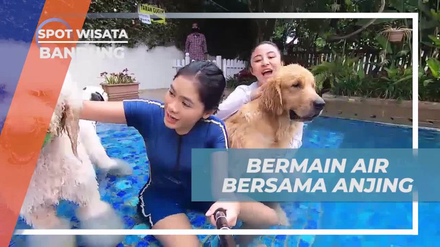 Berenang Seru Bersama Anjing di Rumah Guguk, Bandung