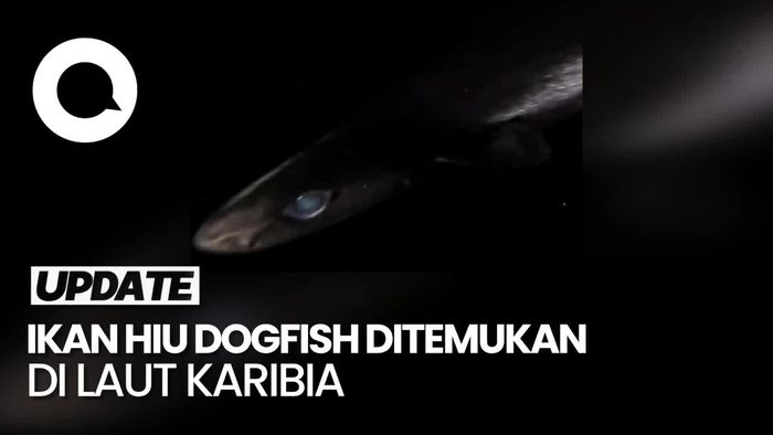 Video Terungkap Spesies Misterius yang Ditemukan di Laut Karibia