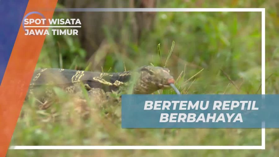 Bersikap Waspada Saat Bertemu Reptil Berbahaya, Jawa Timur