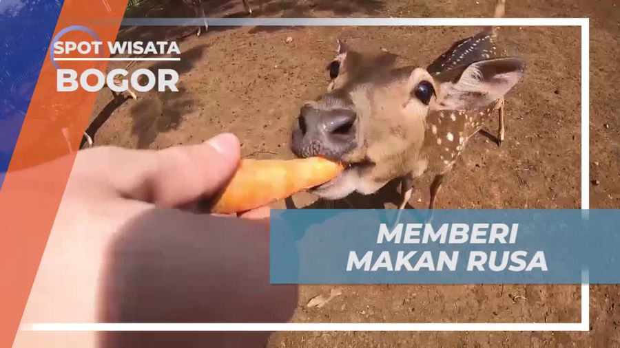 Memberi Makan Rusa dan Menikmati Liburan di Bogor