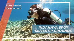 Menyaksikan Pesona Spot Diving di Silvertip Grounds, Gorontalo