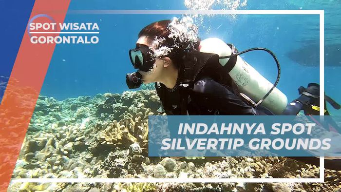 Menyaksikan Pesona Spot Diving di Silvertip Grounds, Gorontalo