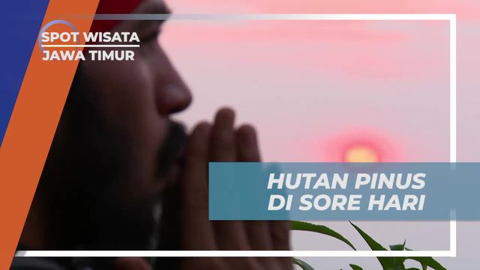 Menikmati Pesona Hutan Pinus di Sore yang Menawan, Jawa Timur