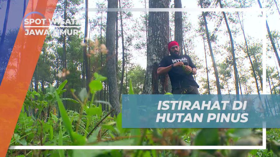 Mengistirahatkan Tubuh di Hutan Pinus yang Menyejukkan, Jawa Timur