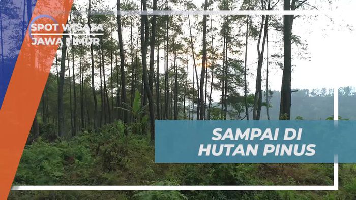 Menjelajahi Keindahan Hutan Pinus yang Rindang, Jawa Timur