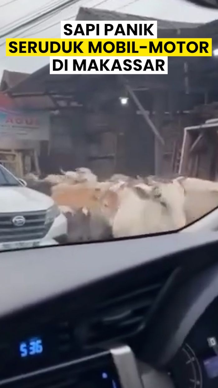 Video: Heboh Gerombolan Sapi Rusak Mobil-Motor Warga di Makassar