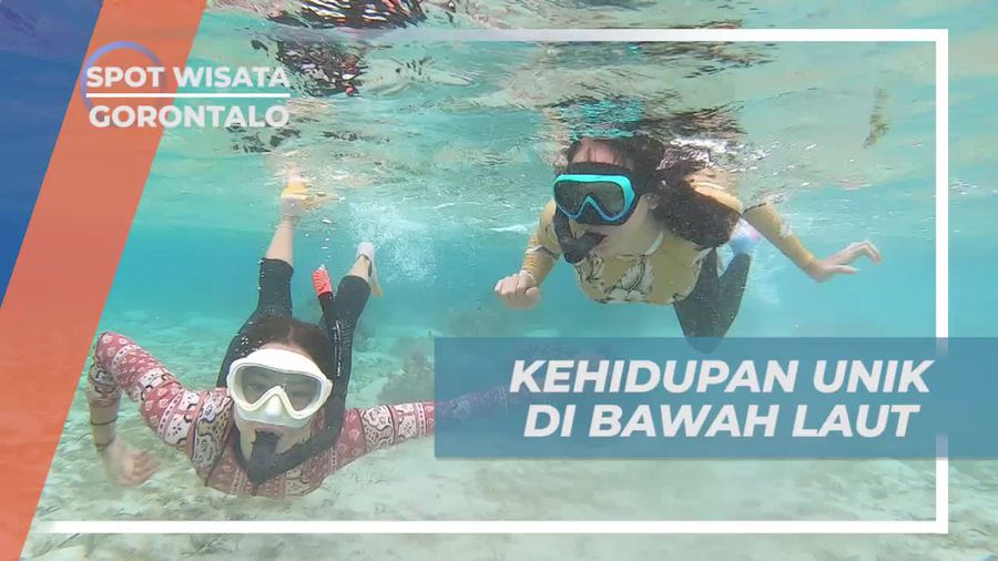 Temukan Kehidupan Unik di Dasar Laut Pulau Cinta, Gorontalo