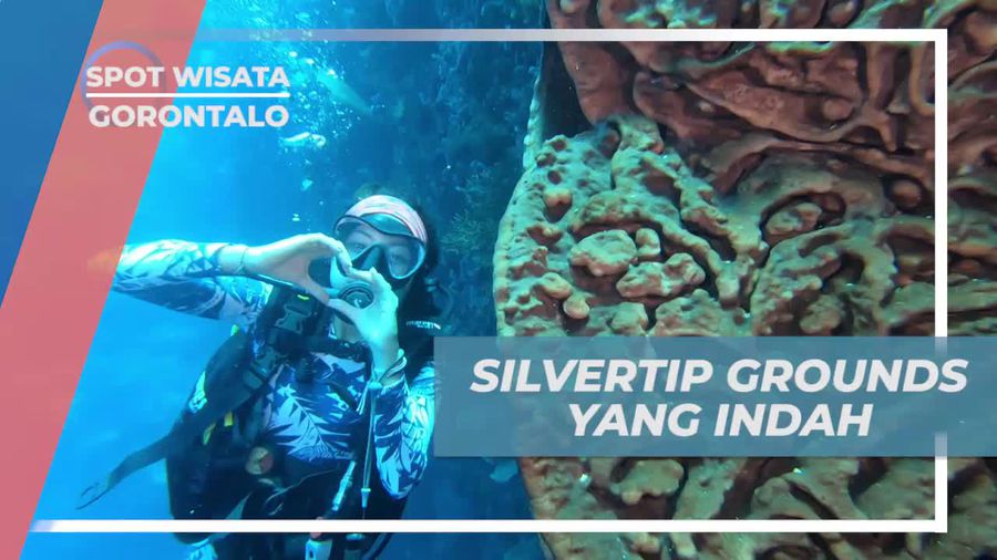 Eksplorasi Keindahan Dasar Laut di Silvertip Grounds, Gorontalo