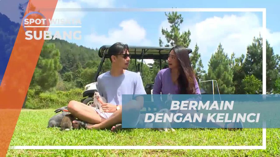 Bermain dengan Kelinci Lucu di Subang