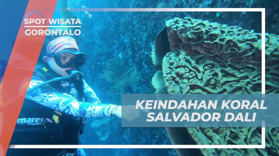 Menyelami Keindahan Koral di Gorontalo