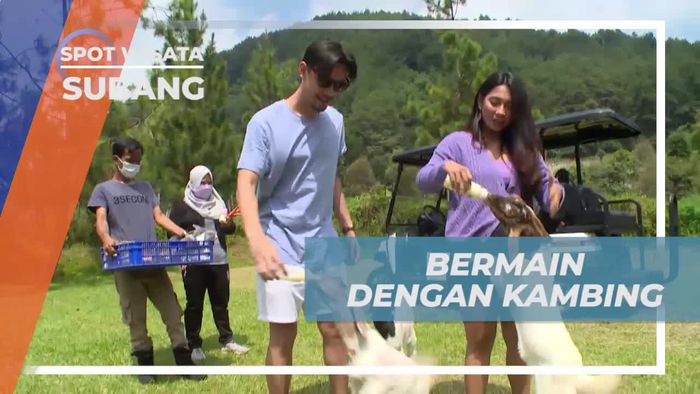 Bergembira Bermain dengan Kambing di Subang