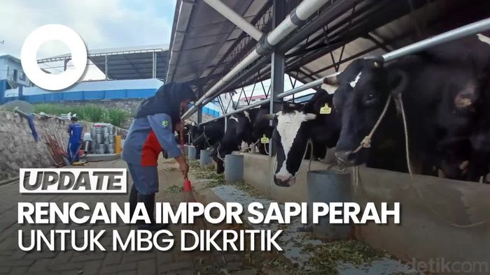 Video: Celios Kritik Rencana Pemerintah Impor 1 Juta Sapi Perah untuk MBG