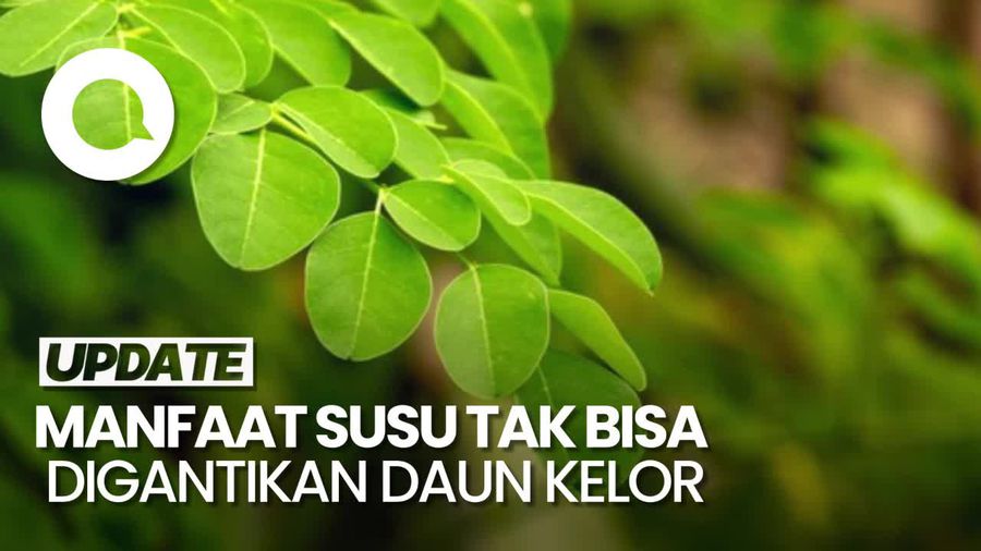 Video: Manfaat Susu Tak Bisa Diganti Daun Kelor di Program Makan Bergizi Gratis