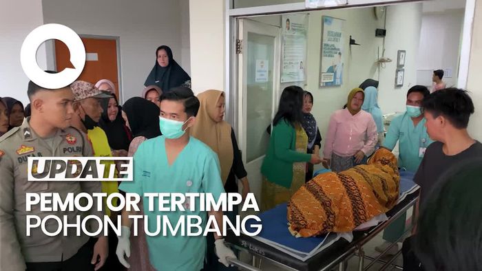 Video: Pohon Tumbang Timpa Pemotor di Pangkalpinang, Ibu-Menantu Tewas