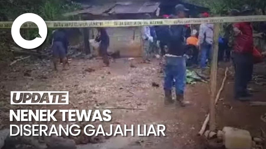 Video: Nenek di Lampung Tewas Diserang Gajah Liar, Tubuhnya Terpisah
