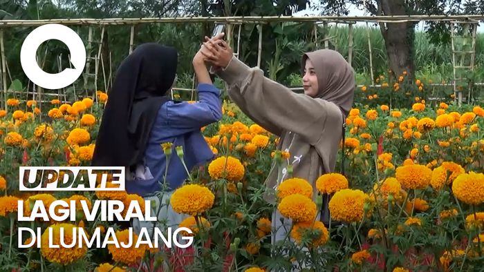 Video Wisata Panen Sayur di Lahan Pertanian dengan Pemandangan Hamparan Bunga