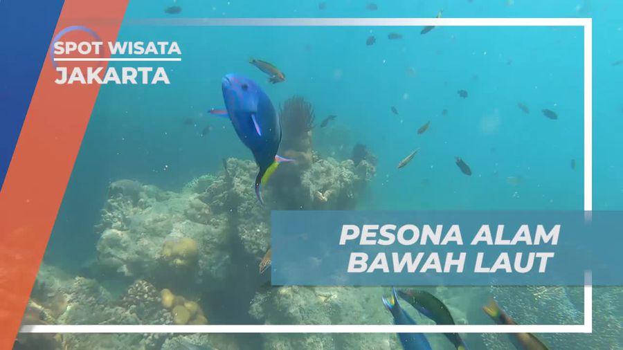 Menyelami Jernihnya Air di Karang Atol, Jakarta