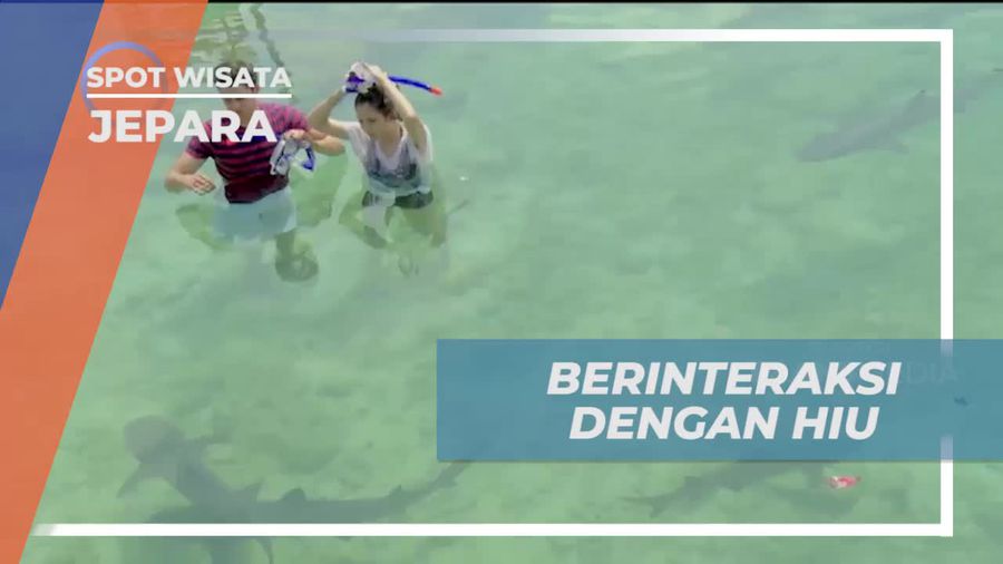 Berenang Bersama Hiu di Penangkaran Jepara