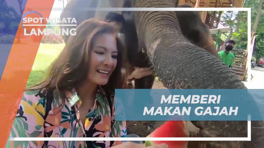 Memberi Makanan Segar untuk Gajah Besar, Lampung