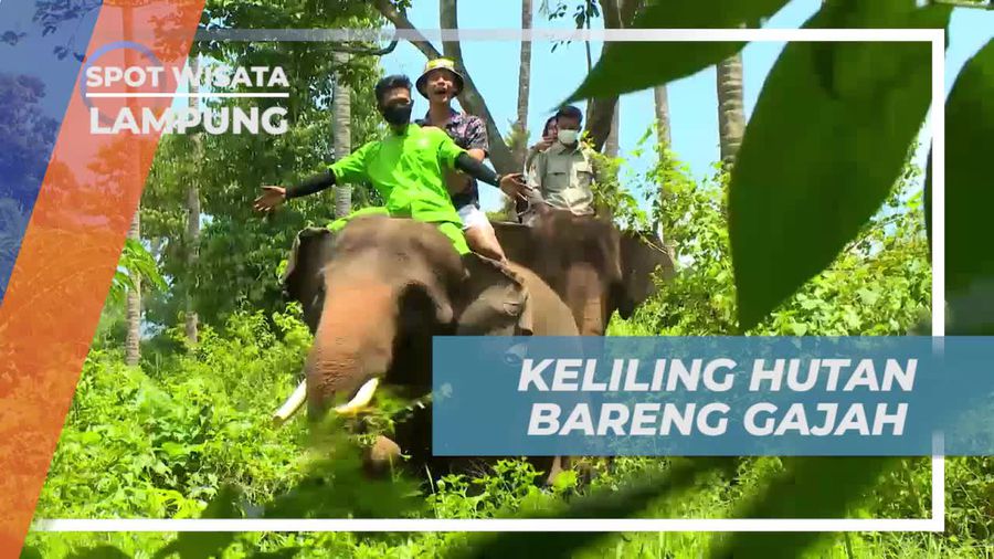Keliling Hutan Menunggangi Gajah dengan Seru, Lampung