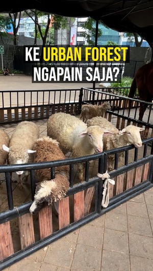 Video: 6 Aktivitas Seru yang Bisa Dilakukan di Urban Forest