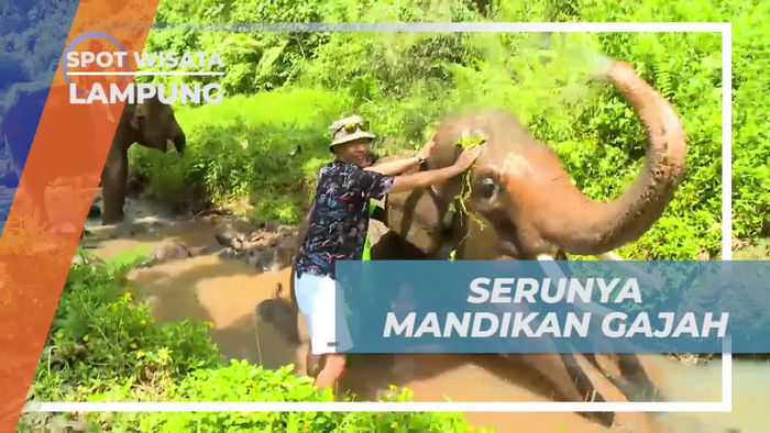 Serunya Mengajak Gajah Mandi di Sungai, Lampung