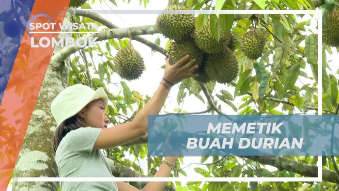 Berjuang Memetik Durian Tinggi di Kebun, Lombok