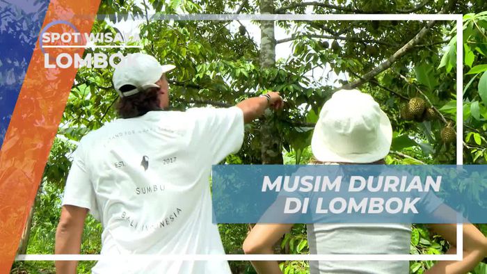 Mengunjungi Kebun Durian di Musim Berbuah, Lombok