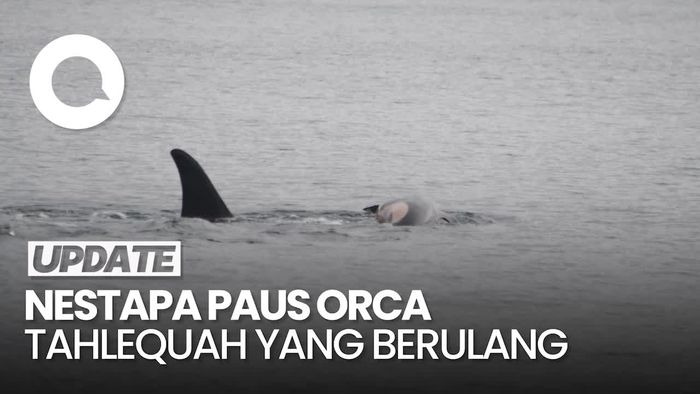 Video: Pilu Paus Orca Tahlequah Gendong Lagi Anaknya yang Mati