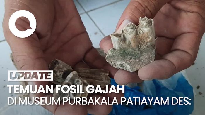 Video: Museum Purbakala Patiayam Temukan Fosil Gajah-Banteng Purba