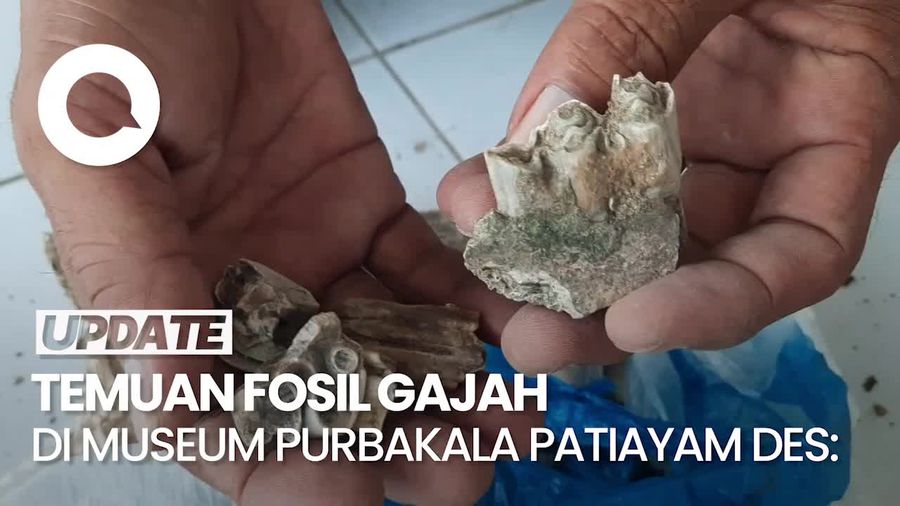 Video: Museum Purbakala Patiayam Temukan Fosil Gajah-Banteng Purba