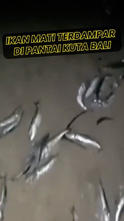 Video Ribuan Ikan Mati di Pantai Kuta, Diduga Akibat Cuaca Ekstrem