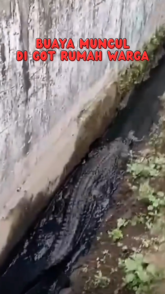 Video Viral Buaya 2 Meter Muncul di Got Rumah Warga di Karawang