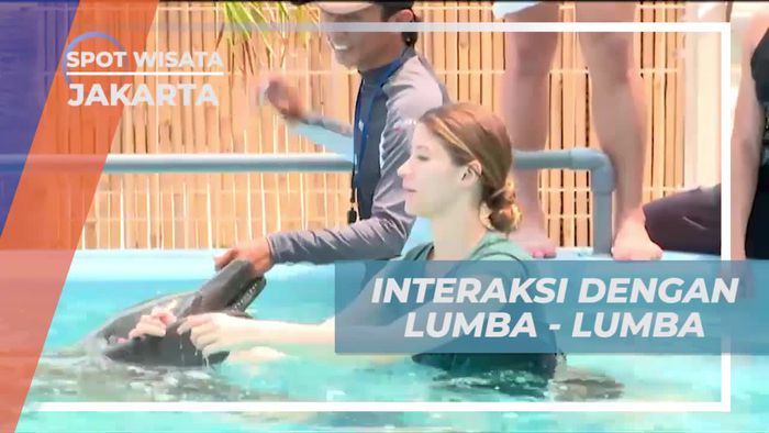 Interaksi Menyenangkan dengan Lumba-Lumba yang Jinak di Jakarta