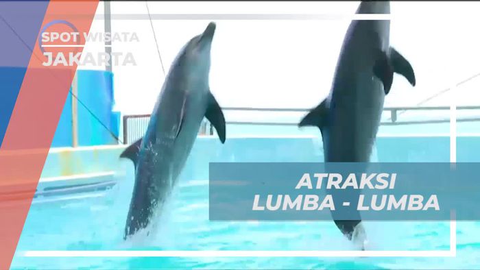 Saksikan Atraksi Seru Lumba-Lumba di Jakarta