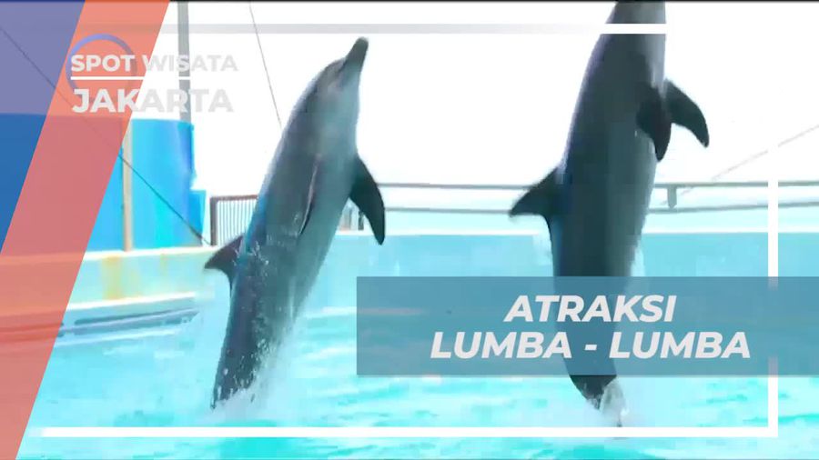 Saksikan Atraksi Seru Lumba-Lumba di Jakarta
