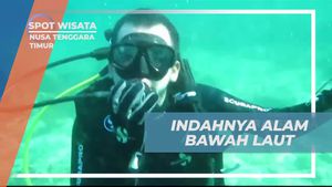 Mengagumi Alam Bawah Laut Mempesona di Pulau Tatawa, Nusa Tenggara Timur