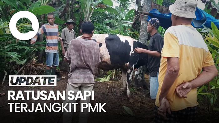 Video: Ratusan Sapi di Tasikmalaya Terjangkit PMK