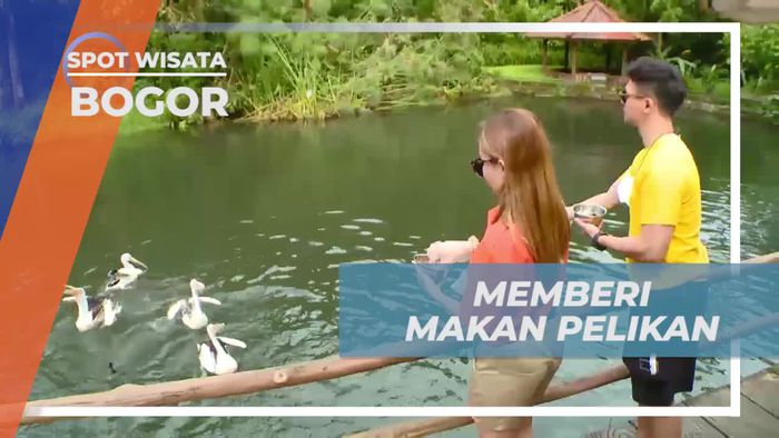 Memberi Makan Burung Pelikan di Taman Safari Bogor
