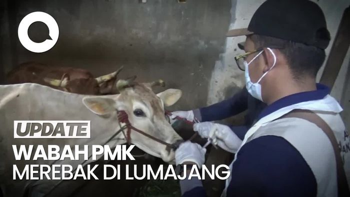 Video: Wabah PMK Merebak, DKPP Lumajang Gencar Vaksinasi Hewan Ternak