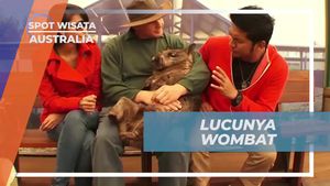 Mengenal Lucunya Wombat di Australia