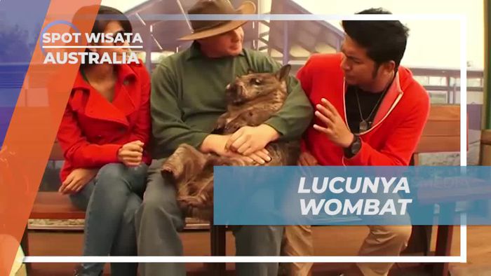 Mengenal Lucunya Wombat di Australia