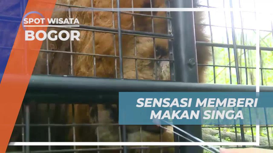 Rasakan Ketegangan Memberi Makan Singa Di Taman Safari Bogor