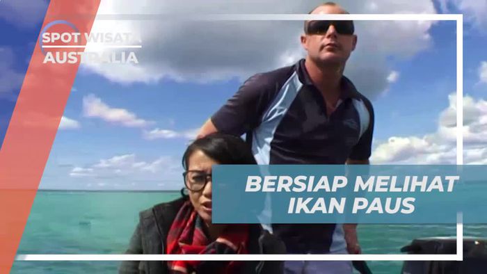 Bersiap Menyaksikan Ikan Paus di Australia